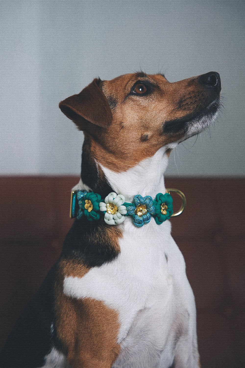 Collier chien Laika vert - S