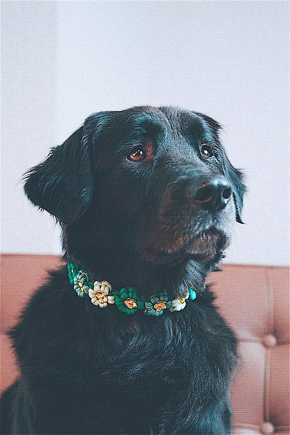 Collier chien Laika vert - L