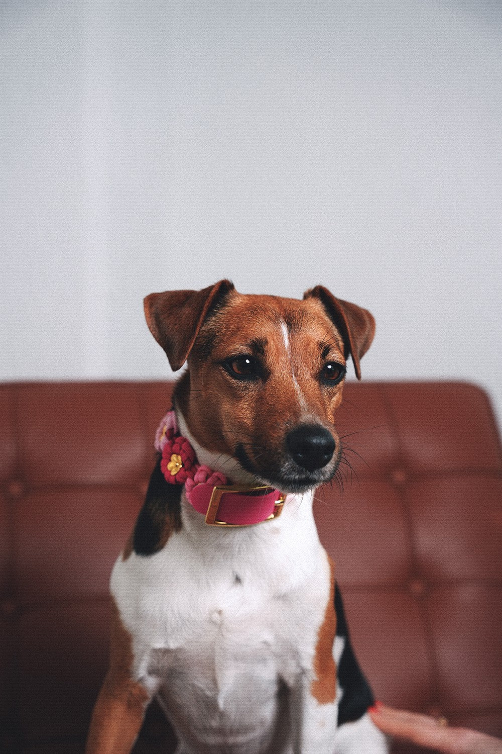 Collier chien Laika rose - S