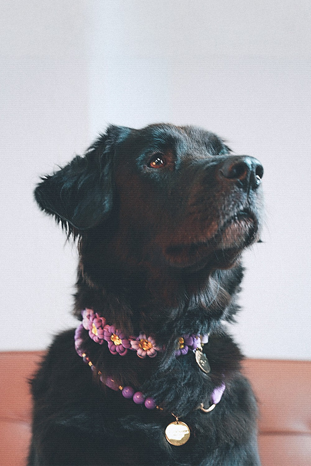 Collier chien Laika violet - L