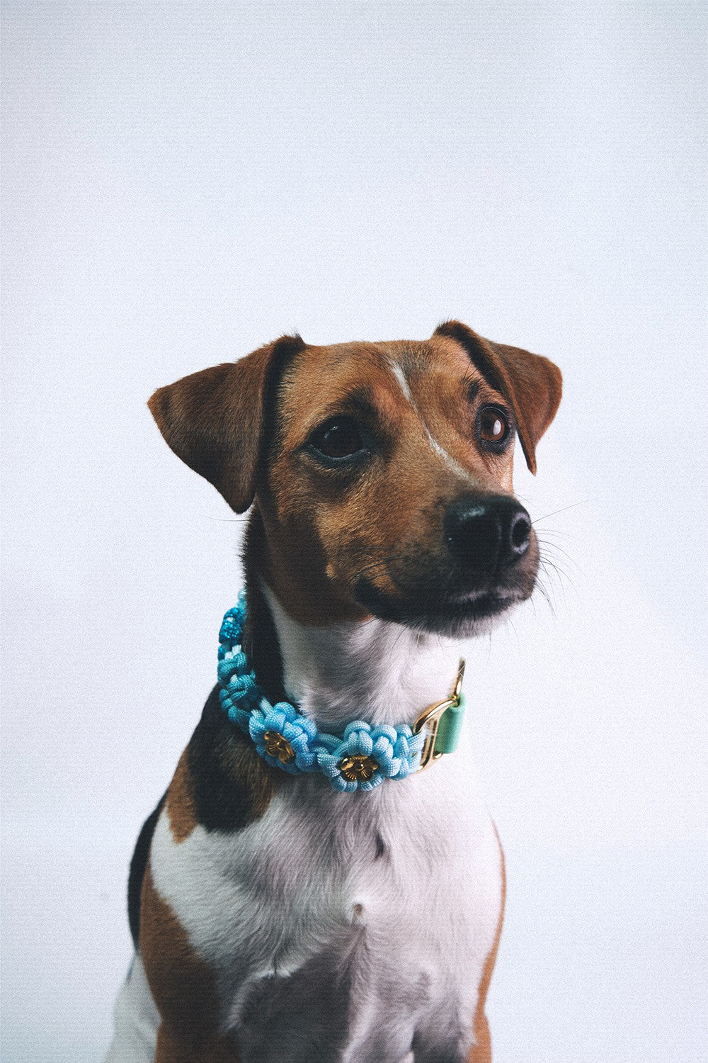 Collier chien Laika bleu - S