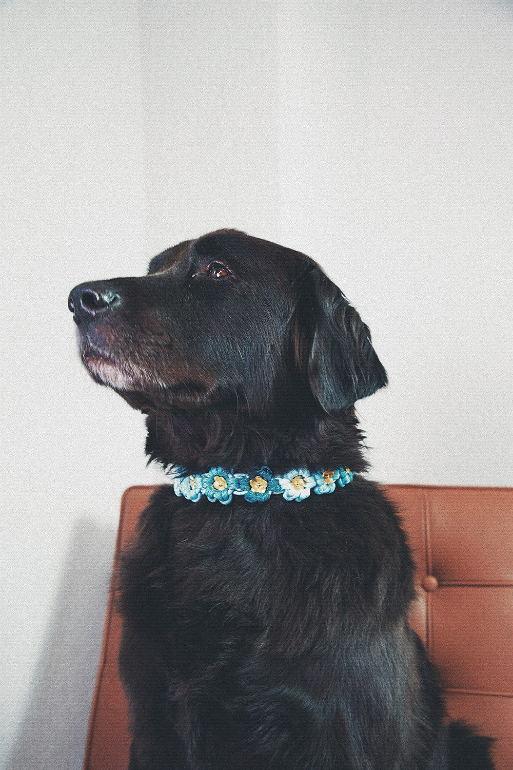 Collier chien Laika bleu - L