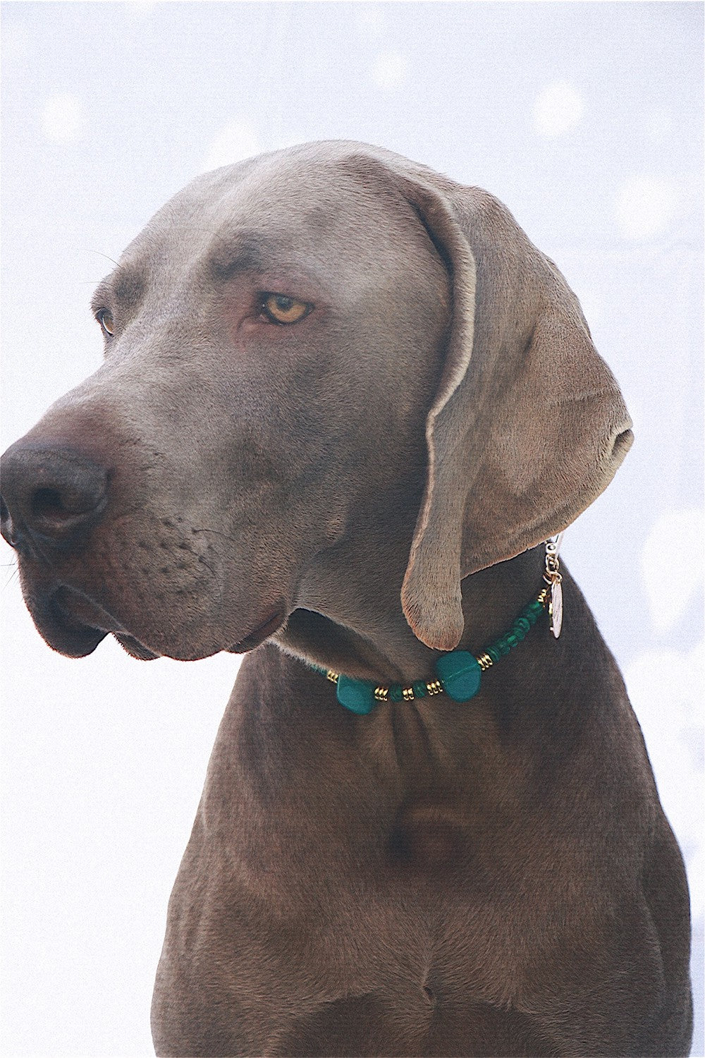 Collier chien Nalah vert - N2