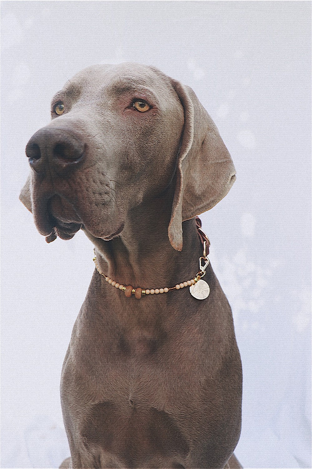 Collier chien Nalah beige - N1