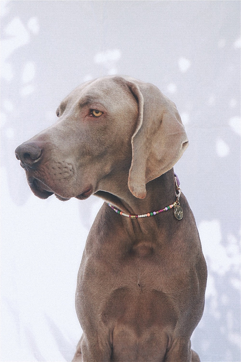 Collier chien Nalah violet - N1