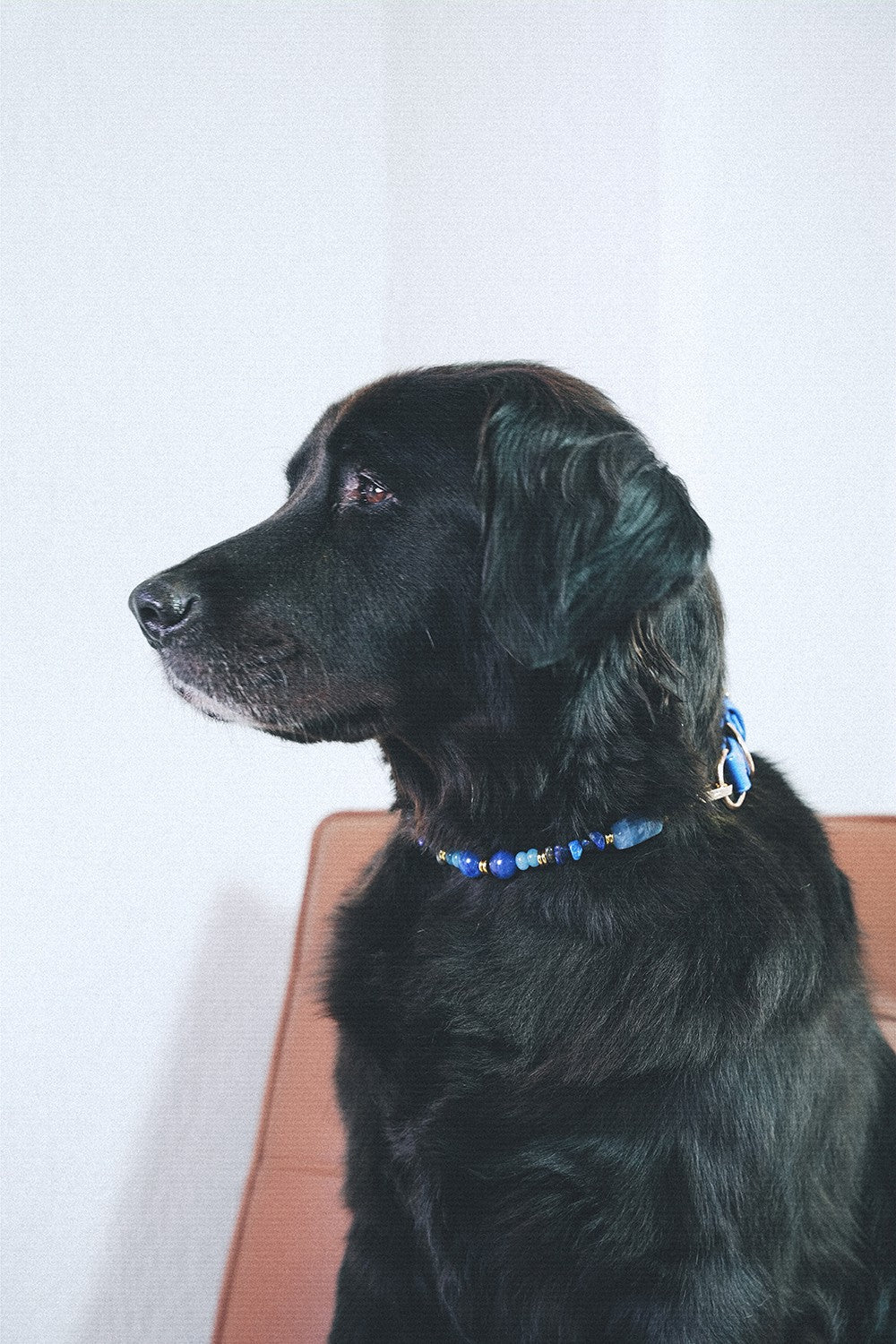 Collier chien Nalah bleu - N1